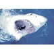 Grand Requin Blanc – image 1 sur 1