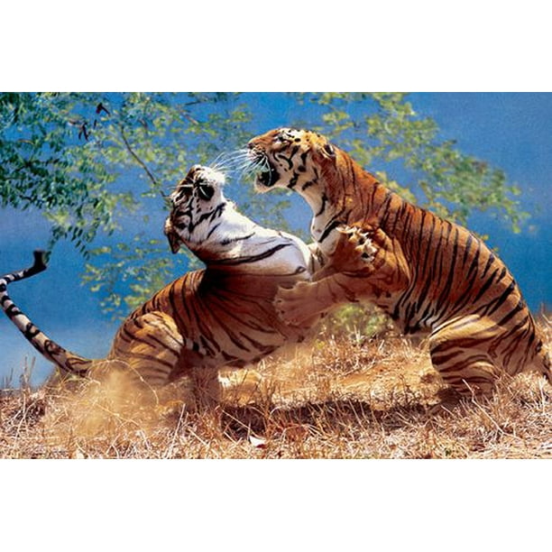 Tigres qui se battent