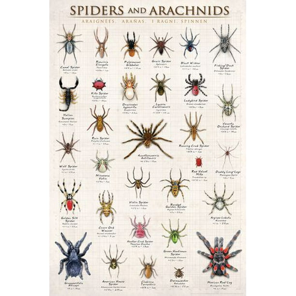 Araignées et Arachnides