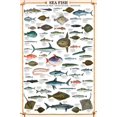 thumbnail image 1 of Poissons d'Eau Salée, 1 of 1