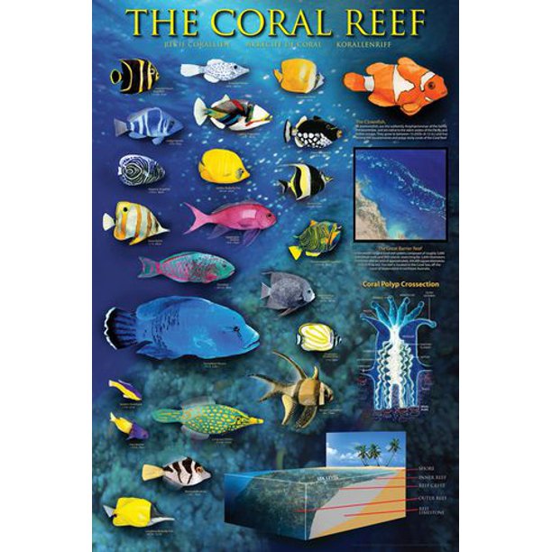 Le Récif de Corail