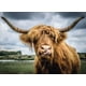 Ravensburger - Puzzle Moment Highland Cattle de 300pc – image 2 sur 3
