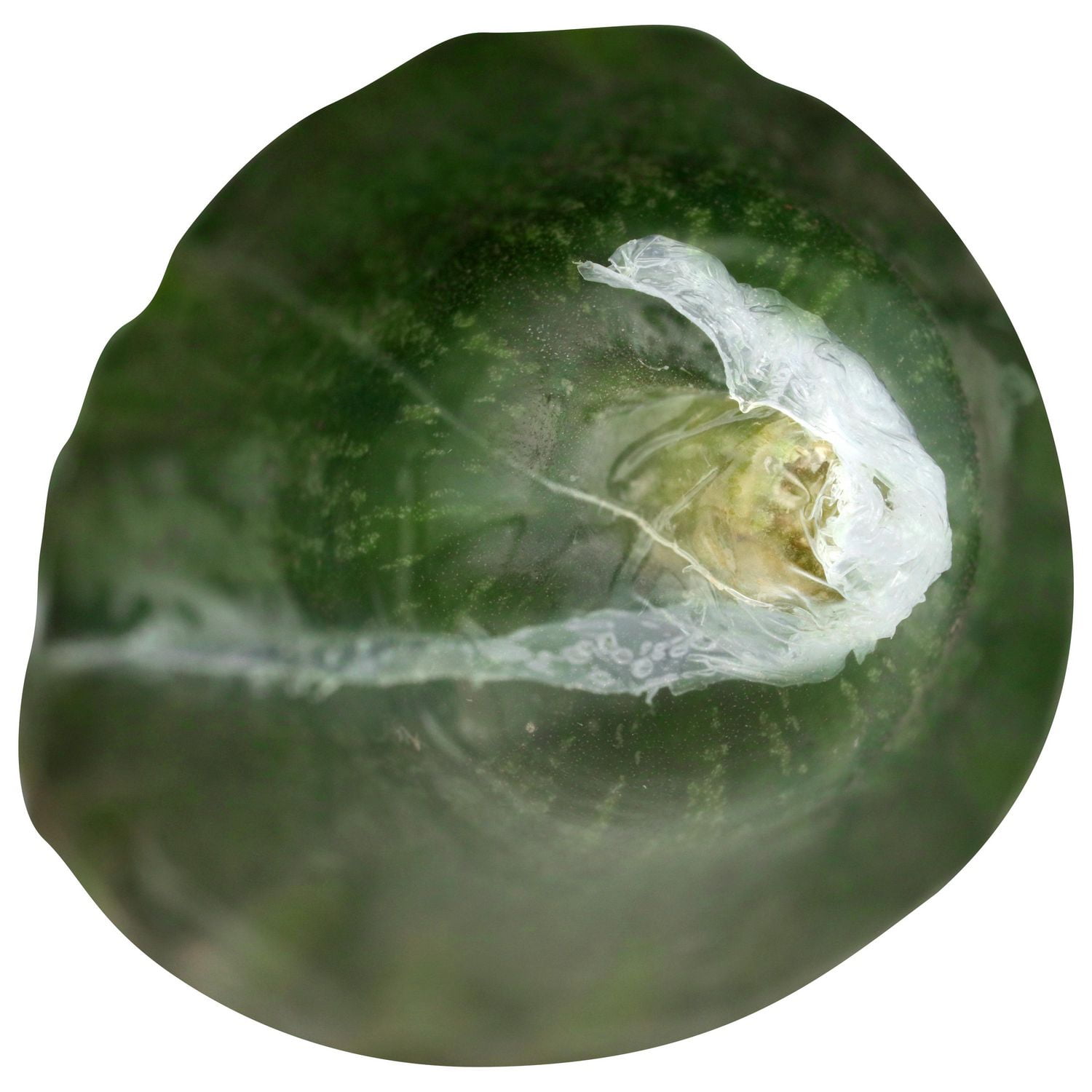 Concombre, anglais vendu en emballage individuel