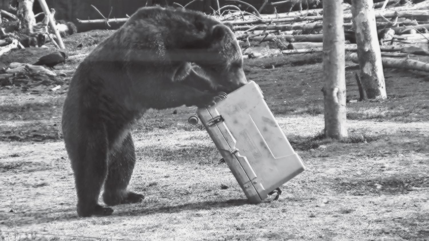 Bear proof cooler store walmart