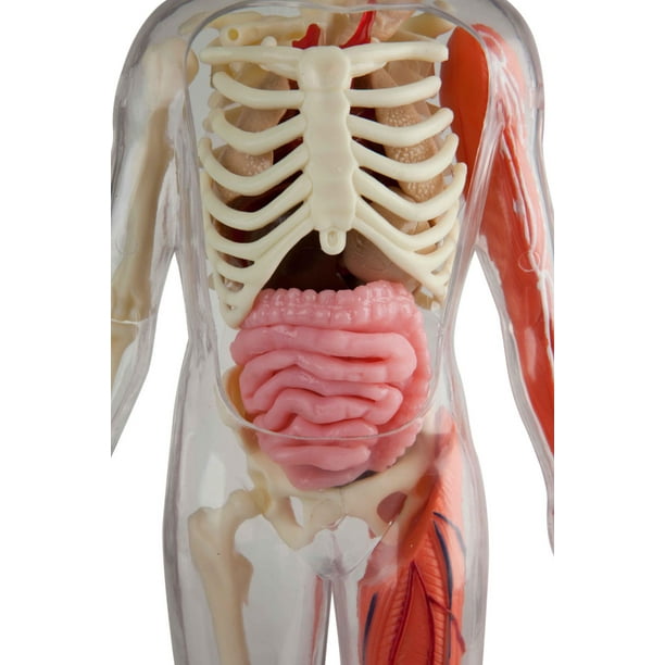 L'anatomie du corps humain : 24 grandes planches décrivant les différentes  parties du corps