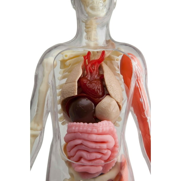 3B Scientific - Anatomie humaine - Muscles du corps humain