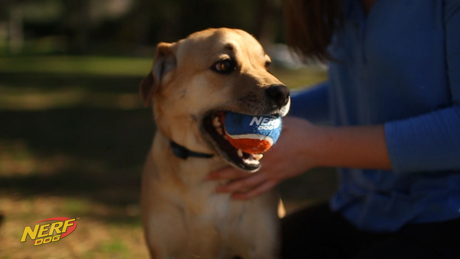 Nerf dog large tennis ball outlet blaster