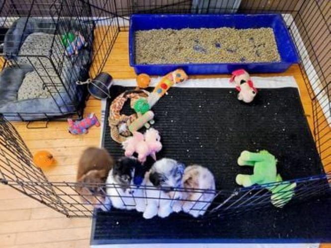 Kitty litter clearance for guinea pigs