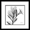 thumbnail image 2 of Tullip x-ray, 2 of 2