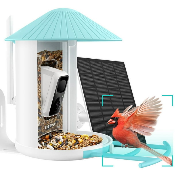 Mangeoire à oiseaux avec caméra, Netvue Birdfy Smart Bird Feeder avec  identification AI gratuite pour l'observation des oiseaux, bleu  (Birdfy+Solar) 