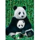 Panda et Ourson - 6000-0173 – image 1 sur 2