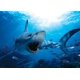 Requin Affamé - 6000-0299 – image 1 sur 2
