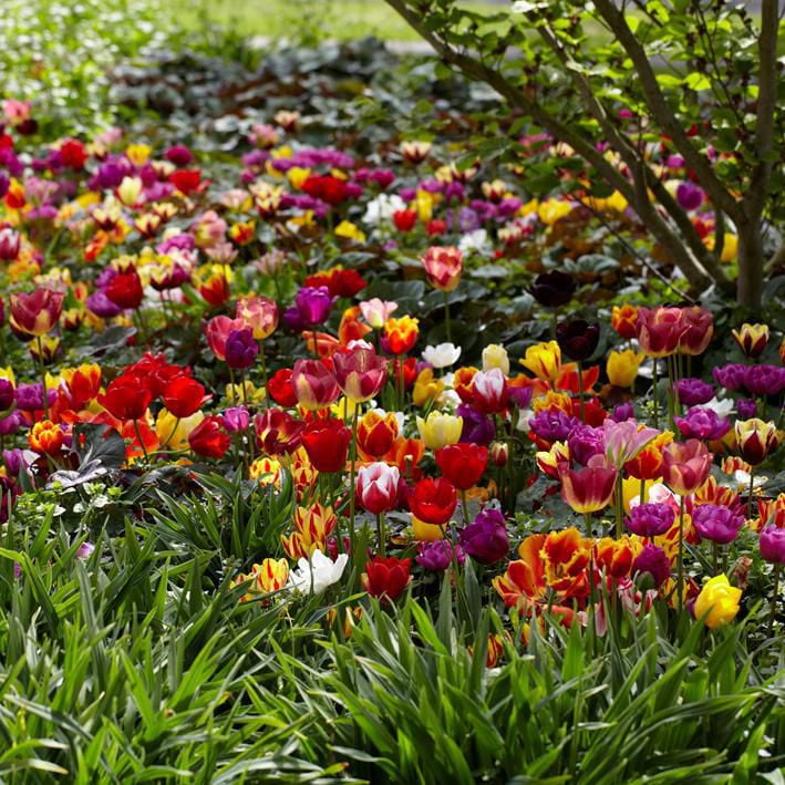 Bulbs are Easy Flower Bulbs Tulip Assorted (80 bulbs) Walmart Canada