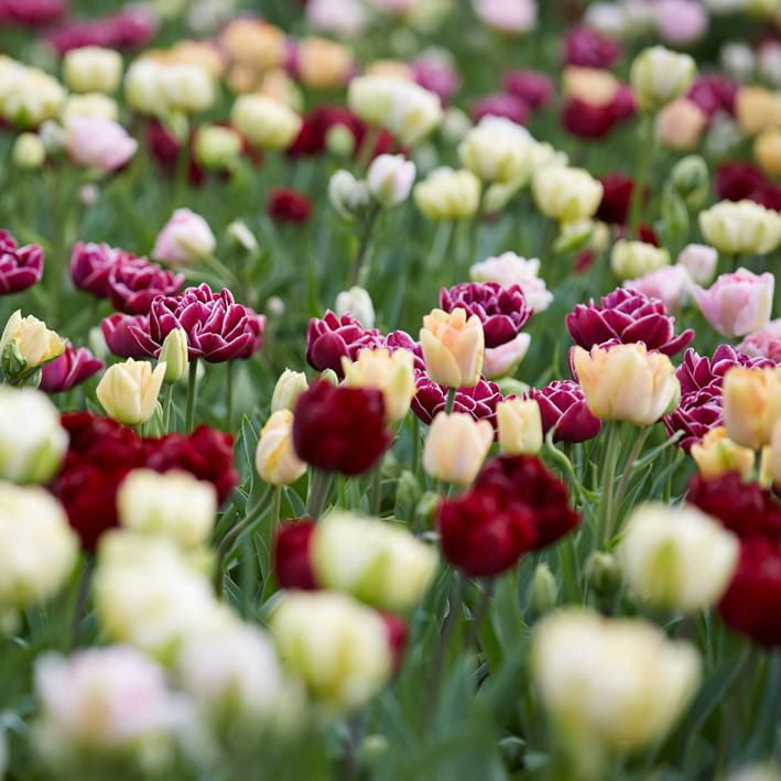 Bulbs are Easy Flower Bulbs Tulip Double Late Assorted (80 bulbs