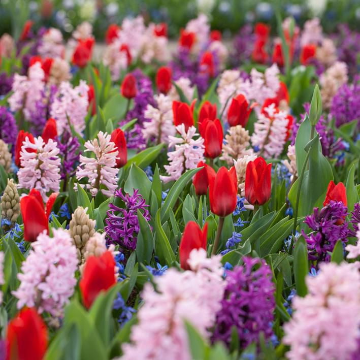 Bulbs are Easy Flower Bulbs Spring Variety (80 Bulbs) Walmart Canada