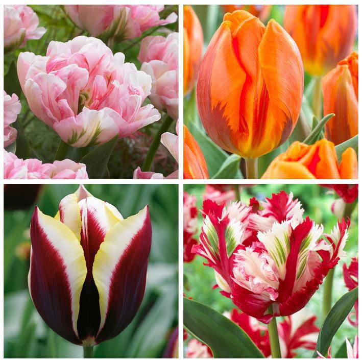 Bulbs are Easy Flower Bulbs Tulip Variety Pack (80 Bulbs) Walmart