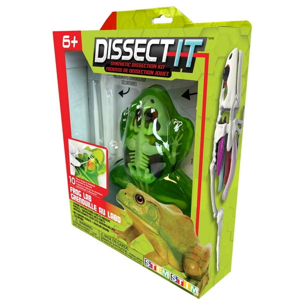 Dissect It - Frog Lab, A fun learning activity toy! 