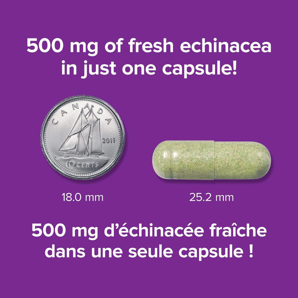 Webber Naturals® Echinacea, Full Spectrum Herb, 500 mg