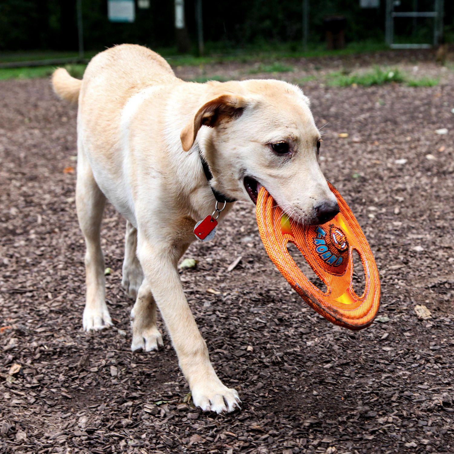 Kong frisbee walmart sale