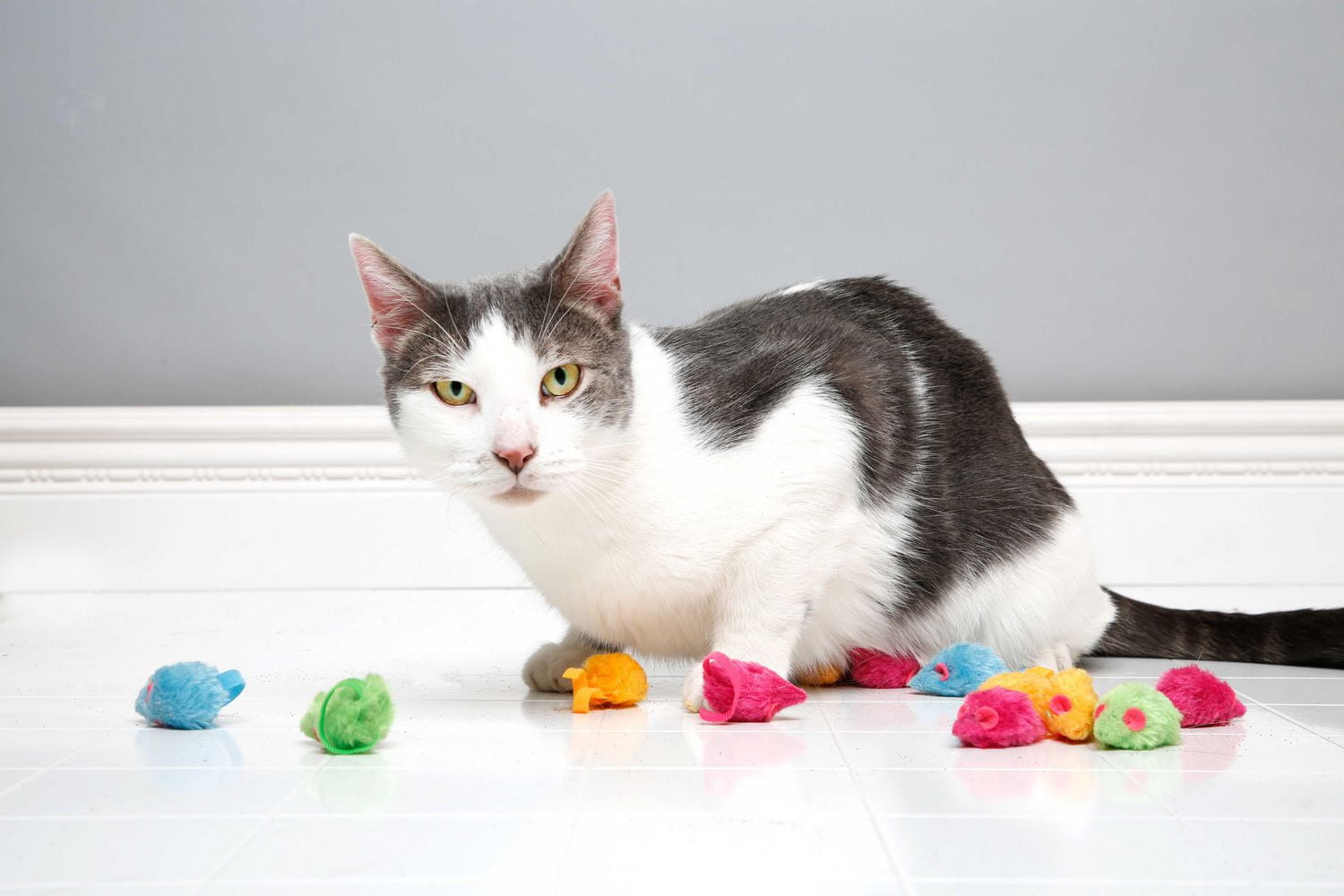 Frenzy cat clearance toys