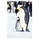 Pingouins - instant maternel – image 1 sur 1