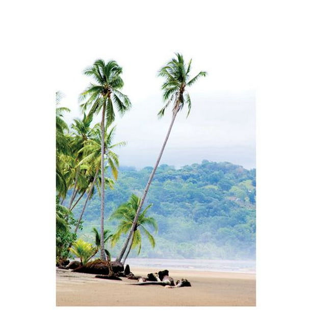 Settle - Costa Rica Palms