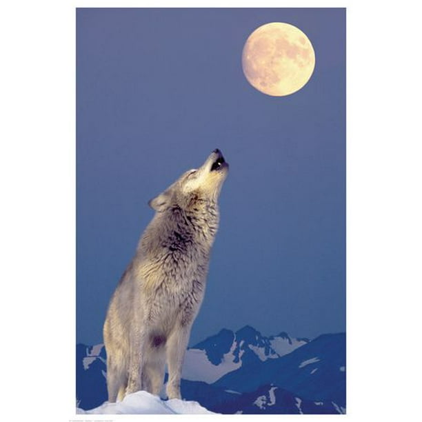Loup hurlant à la lune