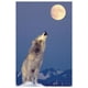 Loup hurlant à la lune – image 1 sur 1