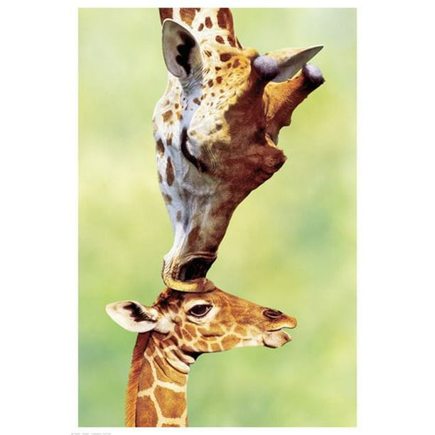 Maman girafe