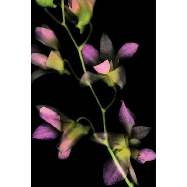 Davis - 1 Orchidaceae