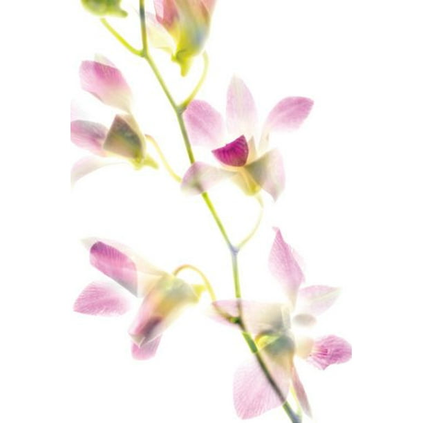 Davis - Orchidaceae 2