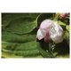 Publicover - Apple Blossom Drop – image 1 sur 1