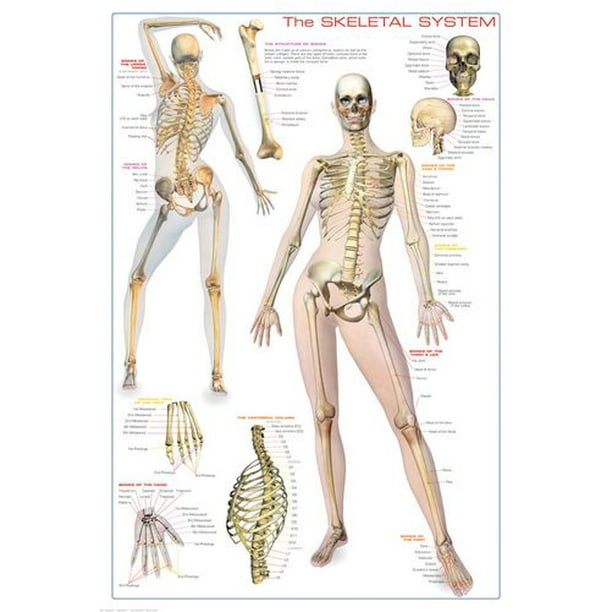 Système squelettique