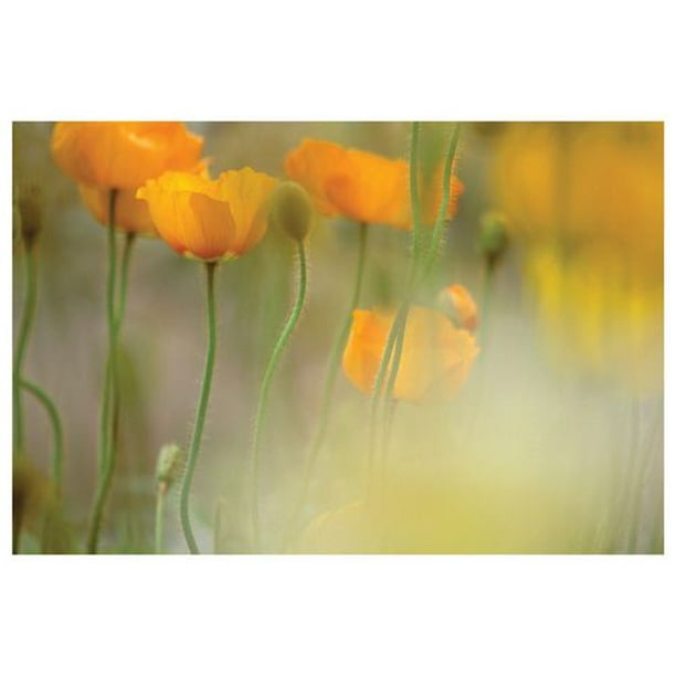 Connolly - Tulipe orange Mist