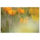 Connolly - Tulipe orange Mist – image 1 sur 1