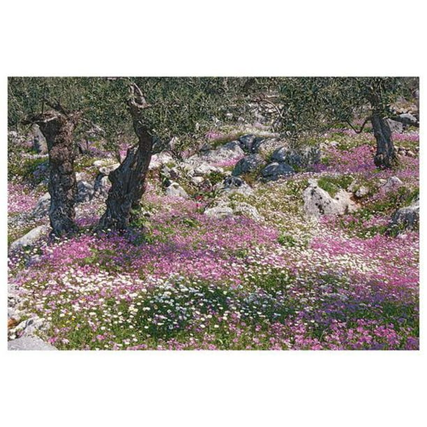 Les oliviers jardin grec