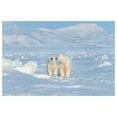 thumbnail image 1 of Ours polaires, 1 of 1