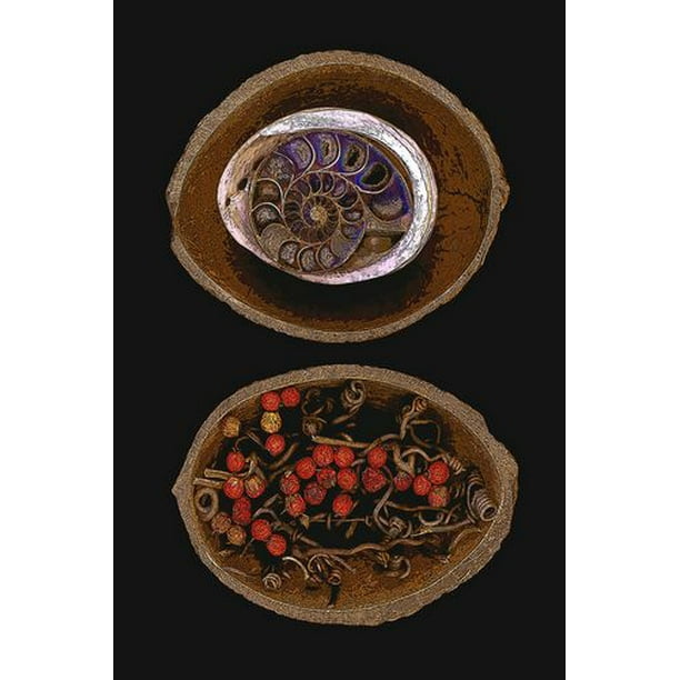 Klein - Ammonite fossile de coquille