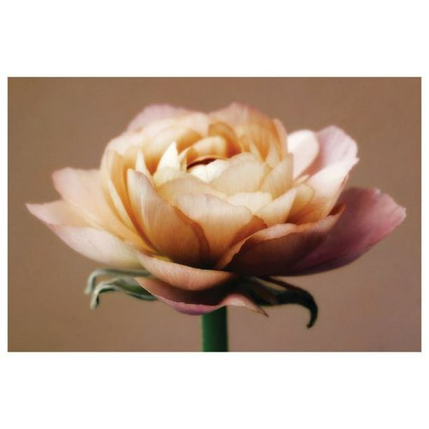 Zalewski - La Rose parfaite