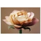 Zalewski - La Rose parfaite – image 1 sur 1
