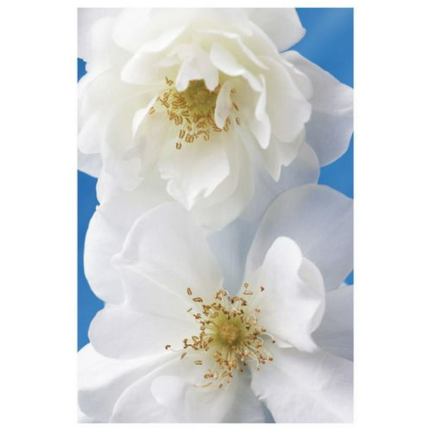 Zalewski - Paire de Roses blanches
