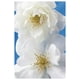 Zalewski - Paire de Roses blanches – image 1 sur 1