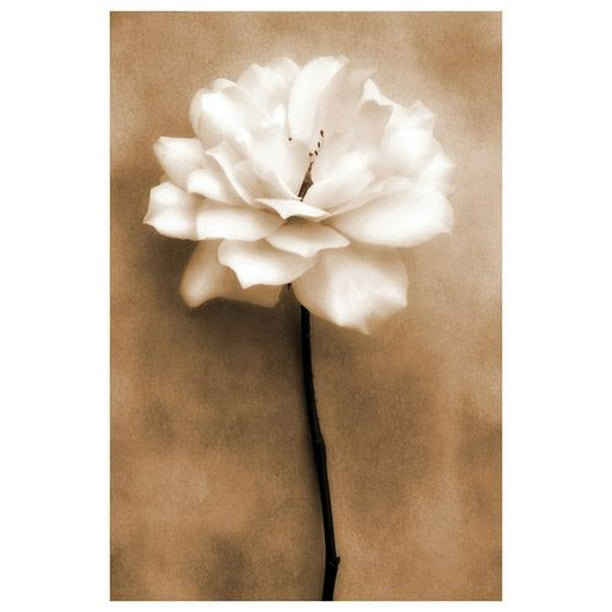 Zalewski - Rose blanche en sépia