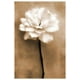 Zalewski - Rose blanche en sépia – image 1 sur 1