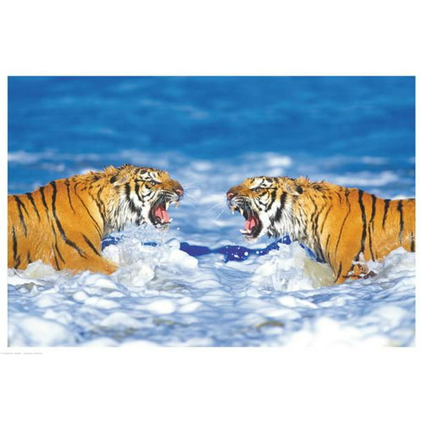 Tigres du Bengale rugissant