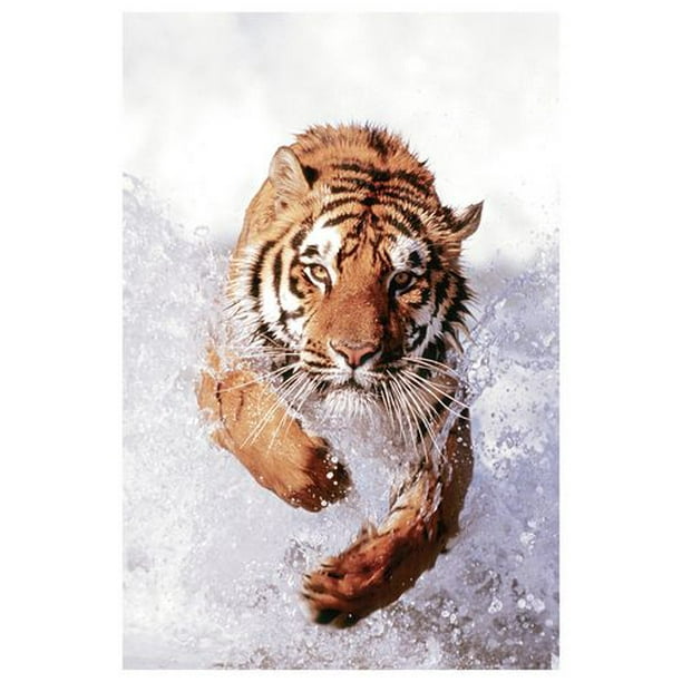 Tigre qui traverse l'eau