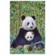 Panda et son bébé – image 1 sur 1