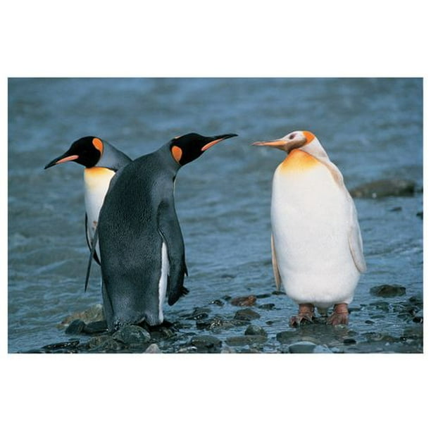 Deux pingouins roi et albinos