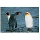 Deux pingouins roi et albinos – image 1 sur 1