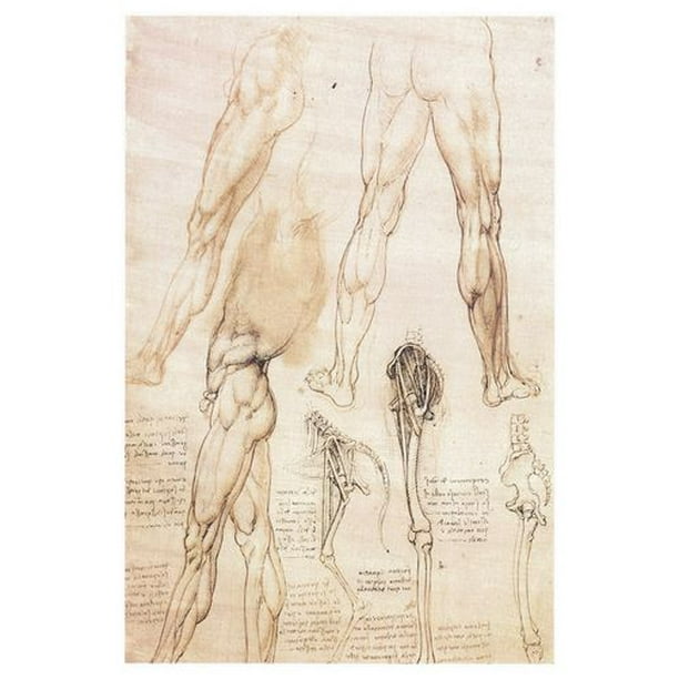 da Vinci - Anatomie membre inférieur